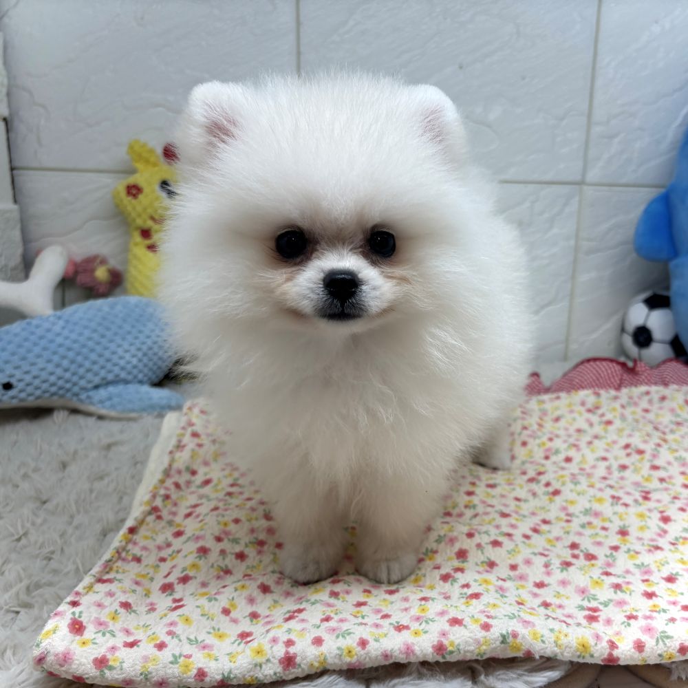 兵庫県のポメラニアン (犬の家＆猫の里ゆめタウン姫路店/2026年7月15日生まれ/女の子/クリーム)の子犬の2枚目の画像