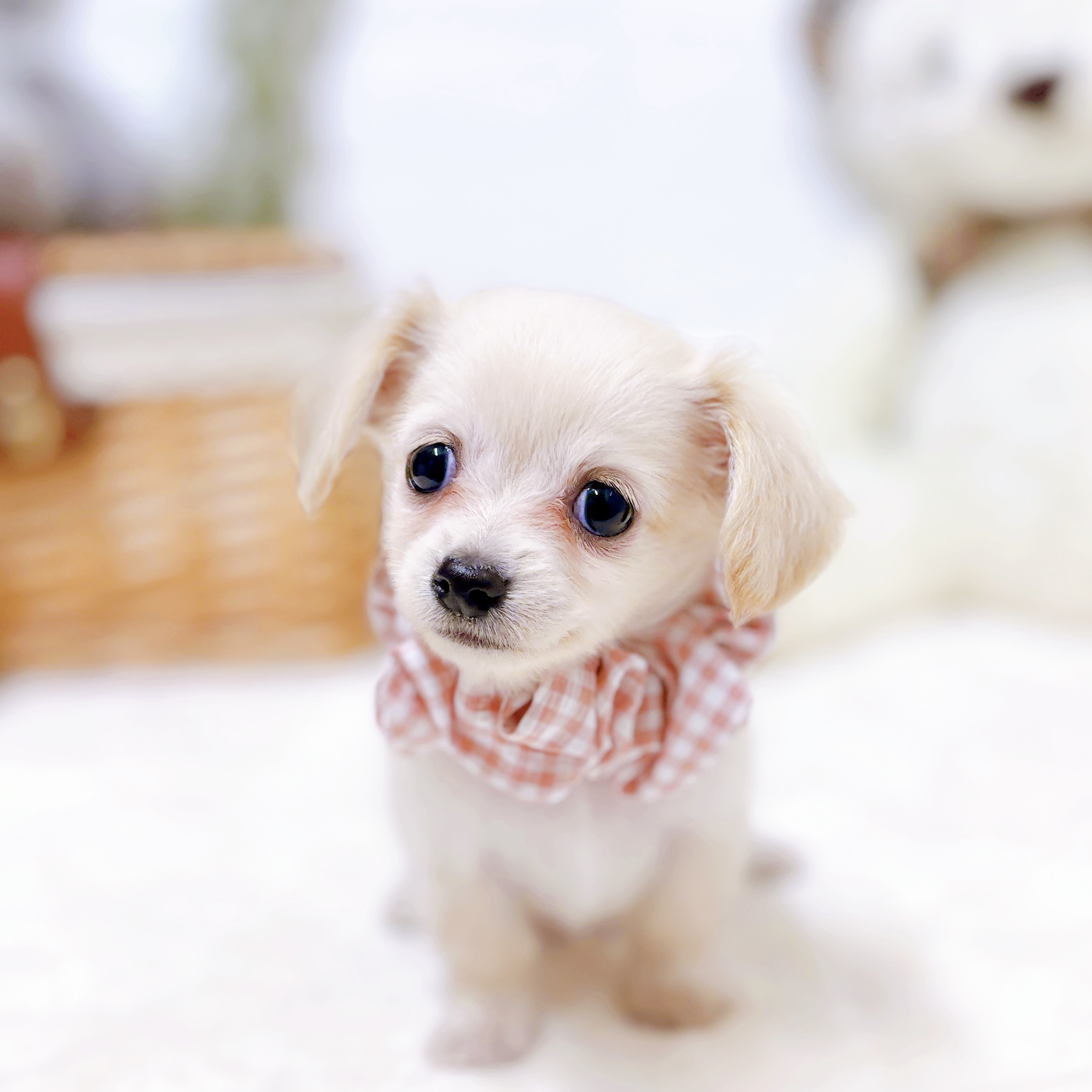 ハーフ犬女の子の写真