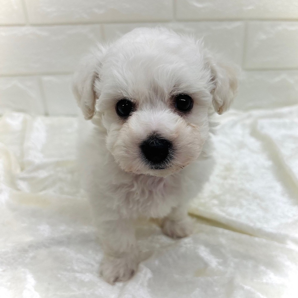 愛知県のビションフリーゼ (犬の家＆猫の里名古屋天白店/2026年7月17日生まれ/男の子/ホワイト)の子犬の2枚目の画像