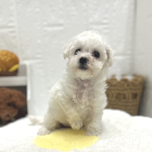 愛知県のビションフリーゼ (犬の家＆猫の里豊川インター店/2026年7月17日生まれ/女の子/ホワイト)の子犬の2枚目の画像
