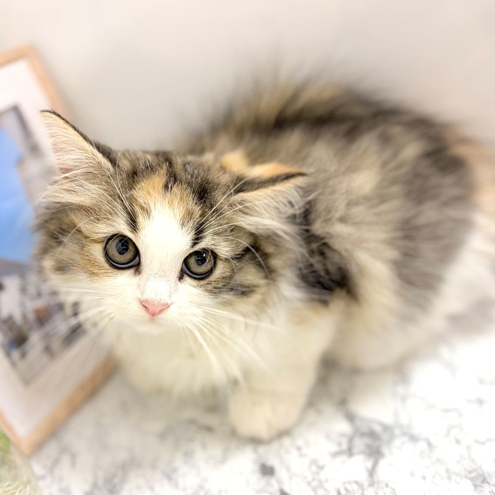 愛知県のサイベリアン (犬の家＆猫の里豊田店/2026年7月4日生まれ/女の子/ブラウンパッチドタビーホワイト)の子猫の2枚目の画像