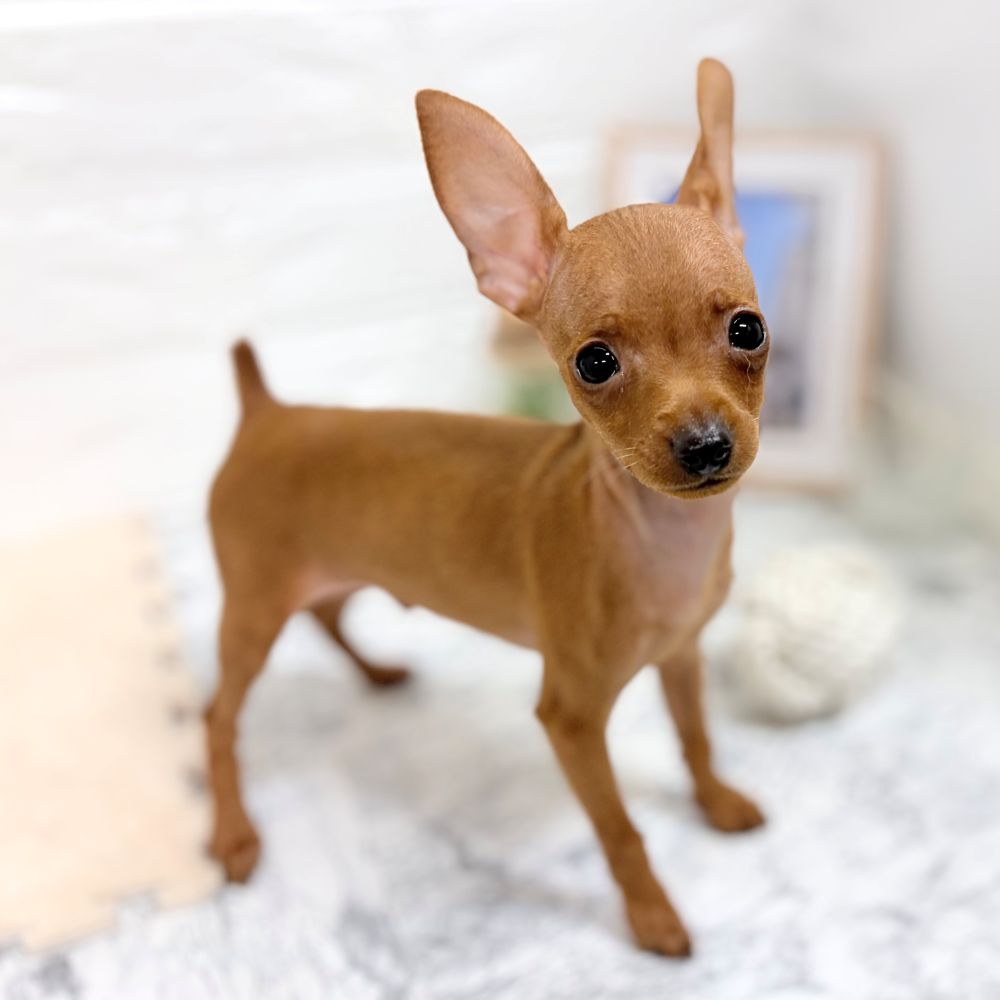 愛知県のミニチュアピンシャー (犬の家＆猫の里豊田店/2026年7月18日生まれ/男の子/レッド)の子犬の2枚目の画像
