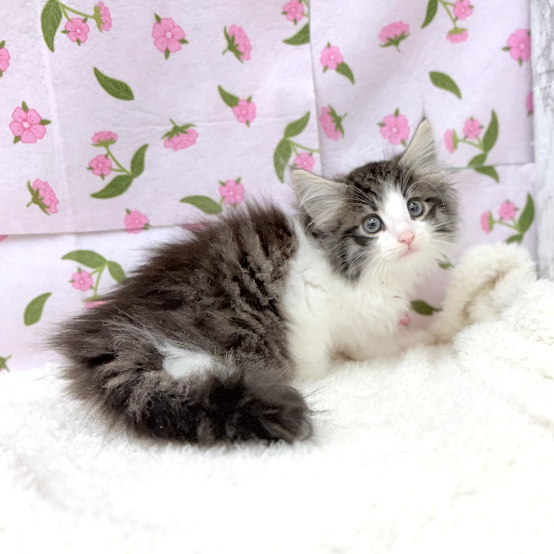 愛知県のノルウェージャンフォレストキャット (犬の家＆猫の里エアポートウォーク店/2026年7月11日生まれ/男の子/ブラウンタビーホワイト)の子猫の2枚目の画像