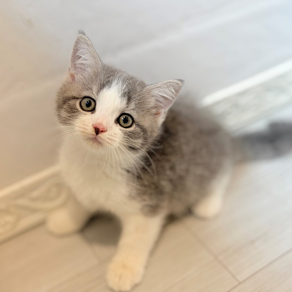 愛知県のスコティッシュストレート (犬の家＆猫の里春日井本店/2026年7月17日生まれ/男の子/ブルータビーホワイト)の子猫の2枚目の画像