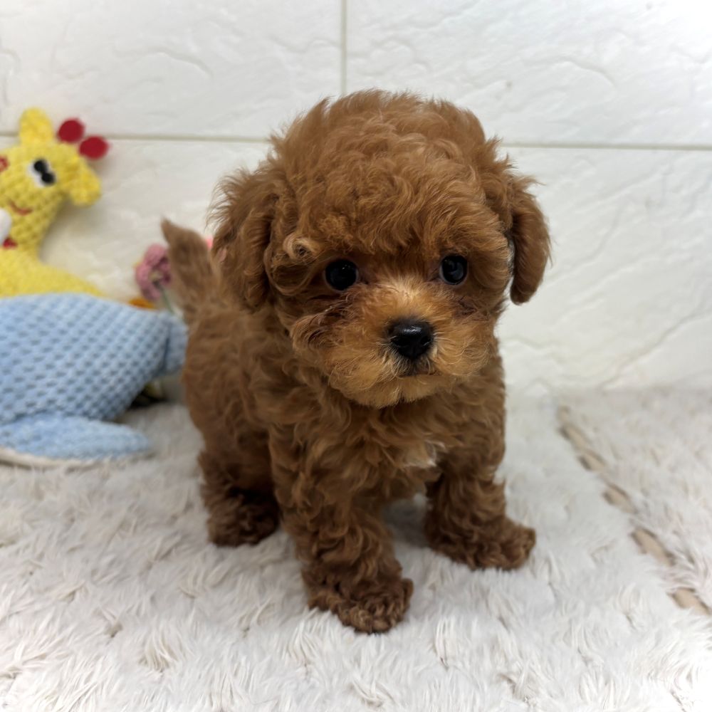 兵庫県のトイプードル(ティーカップ) (犬の家＆猫の里ゆめタウン姫路店/2026年7月16日生まれ/男の子/レッドフォーン)の子犬の2枚目の画像