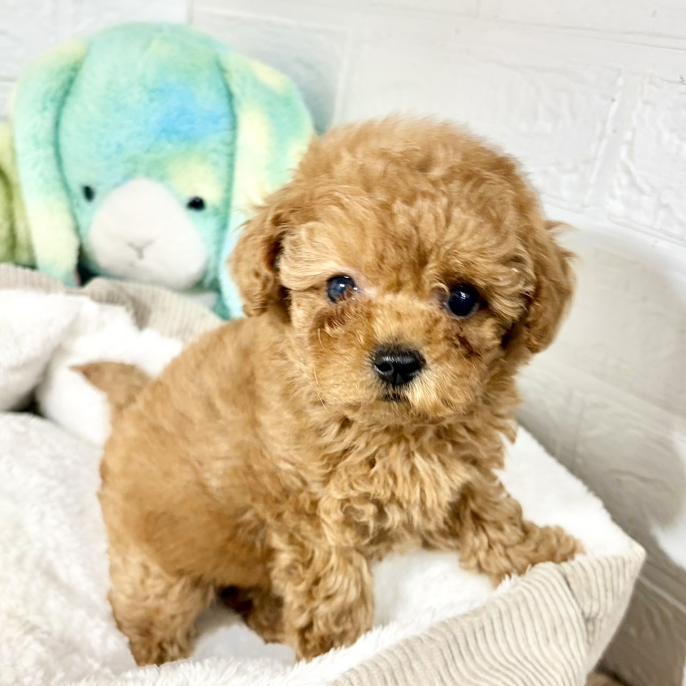 ティーカッププードルの子犬一覧 | ペットショップ 犬の家&猫の里