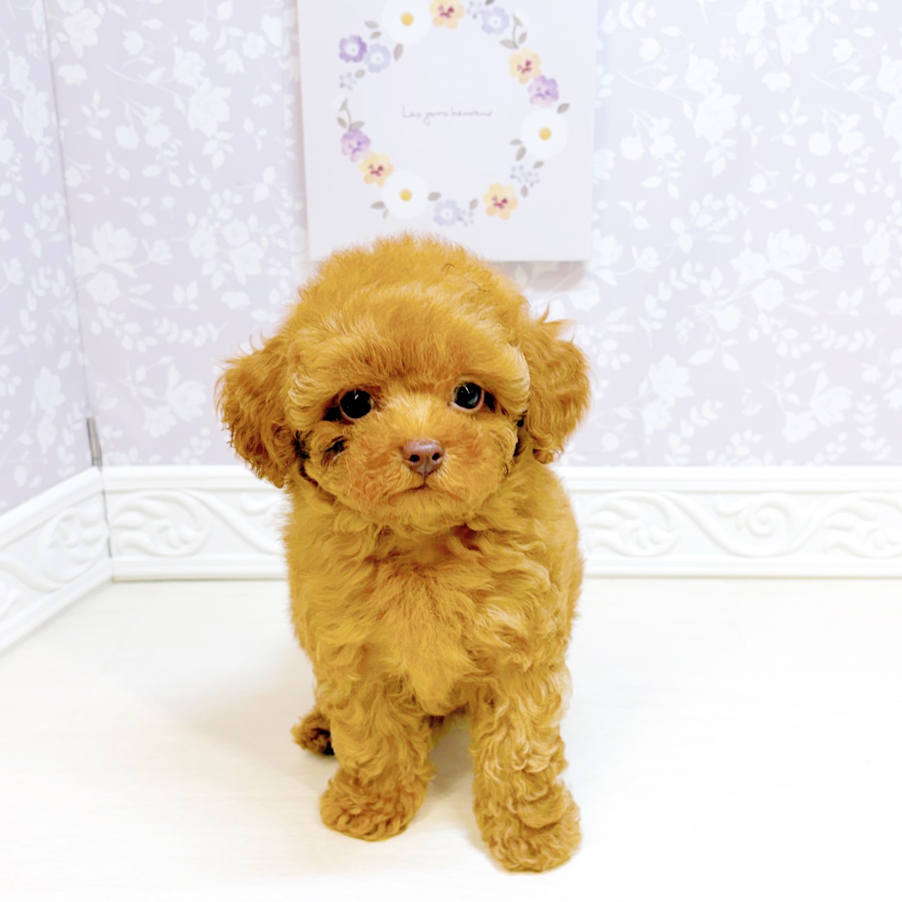 石川県のトイプードル(タイニー) (犬の家＆猫の里アミーゴ金沢おこばた店/2026年7月18日生まれ/男の子/レッドフォーン)の子犬の2枚目の画像