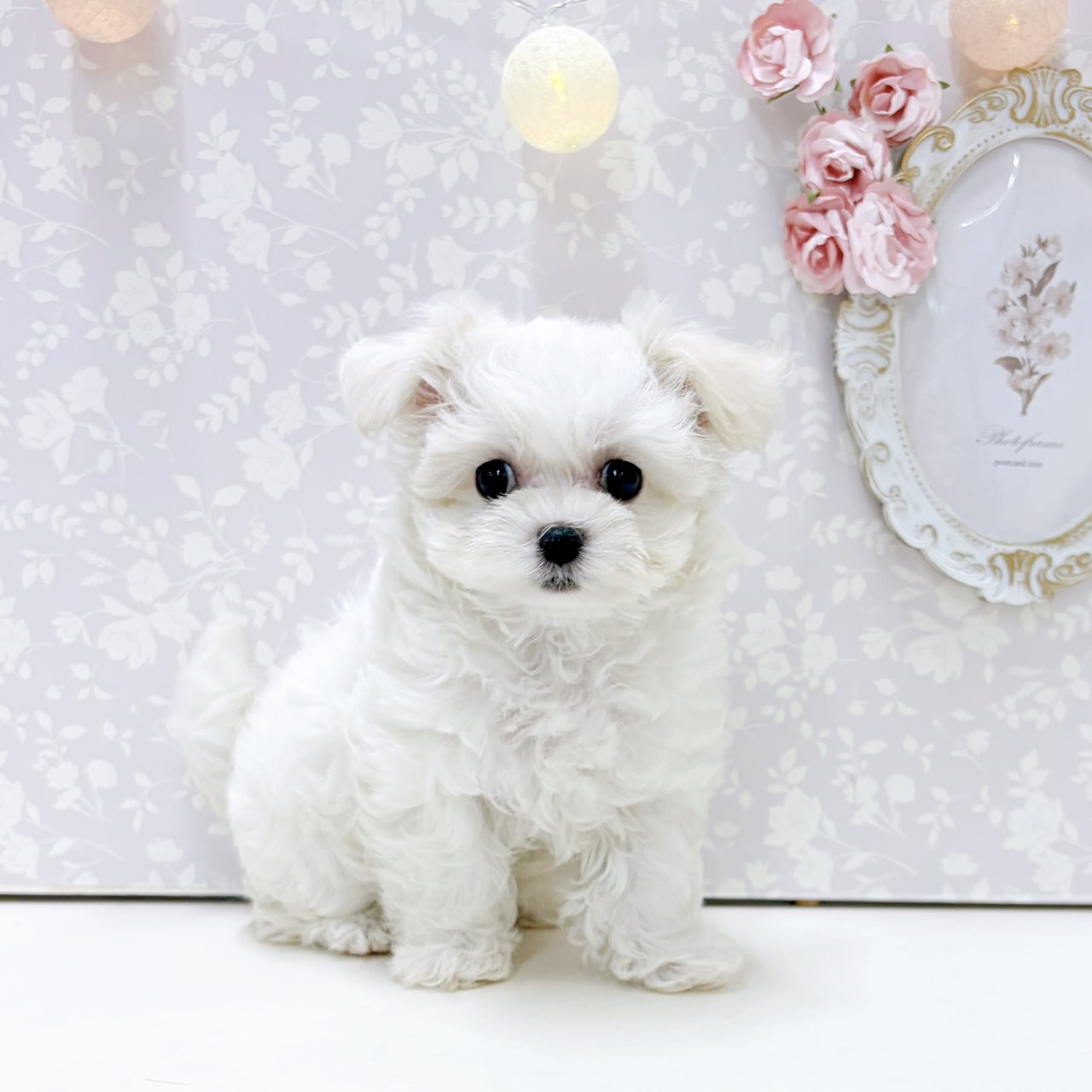 富山県のマルプー(マルチーズ×プードル) (犬の家＆猫の里アミーゴ高岡蓮花寺店/2026年7月17日生まれ/女の子/クリーム)の子犬の1枚目の画像
