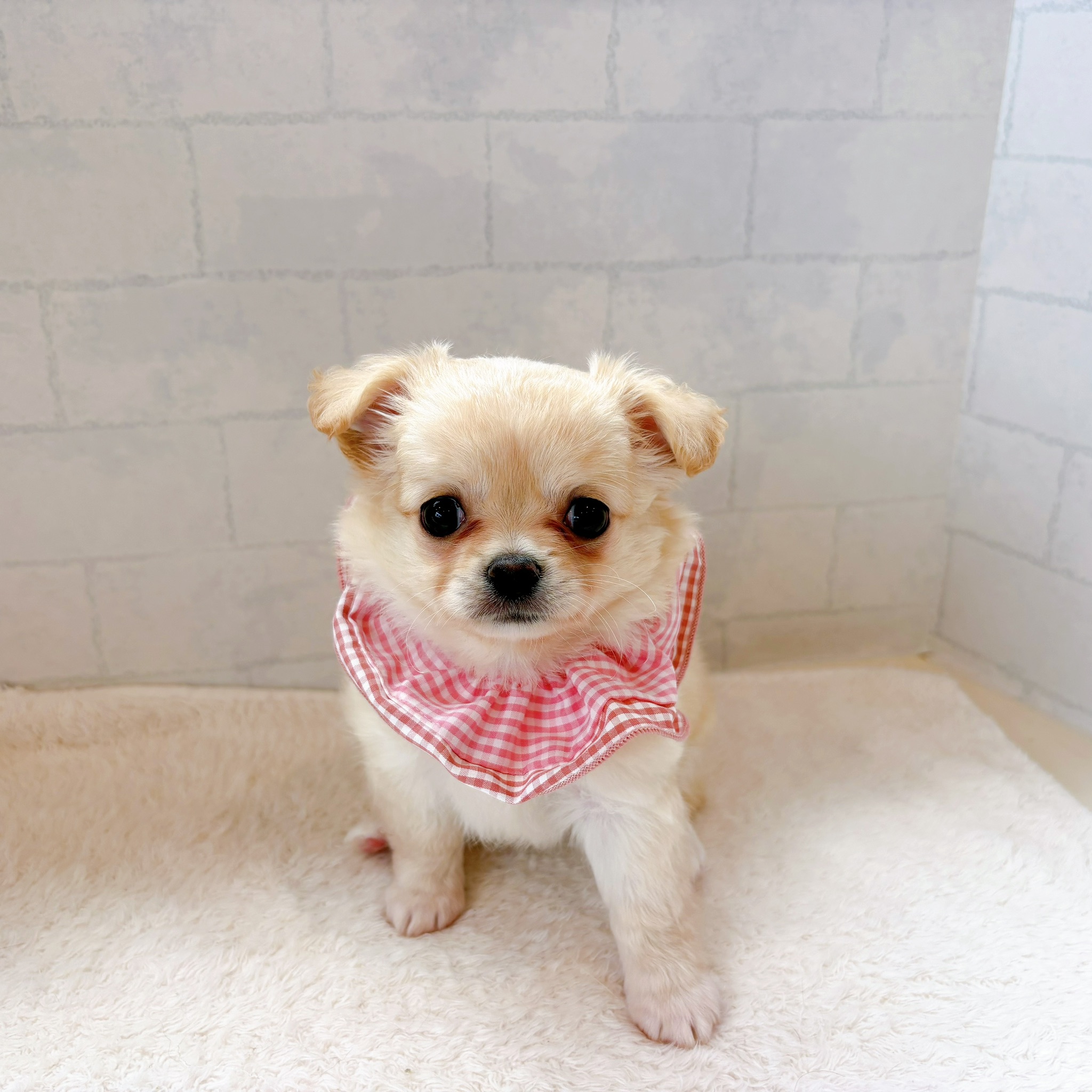 石川県のチワワ(ロング) (犬の家＆猫の里金沢店/2026年7月6日生まれ/女の子/クリームホワイト)の子犬の1枚目の画像