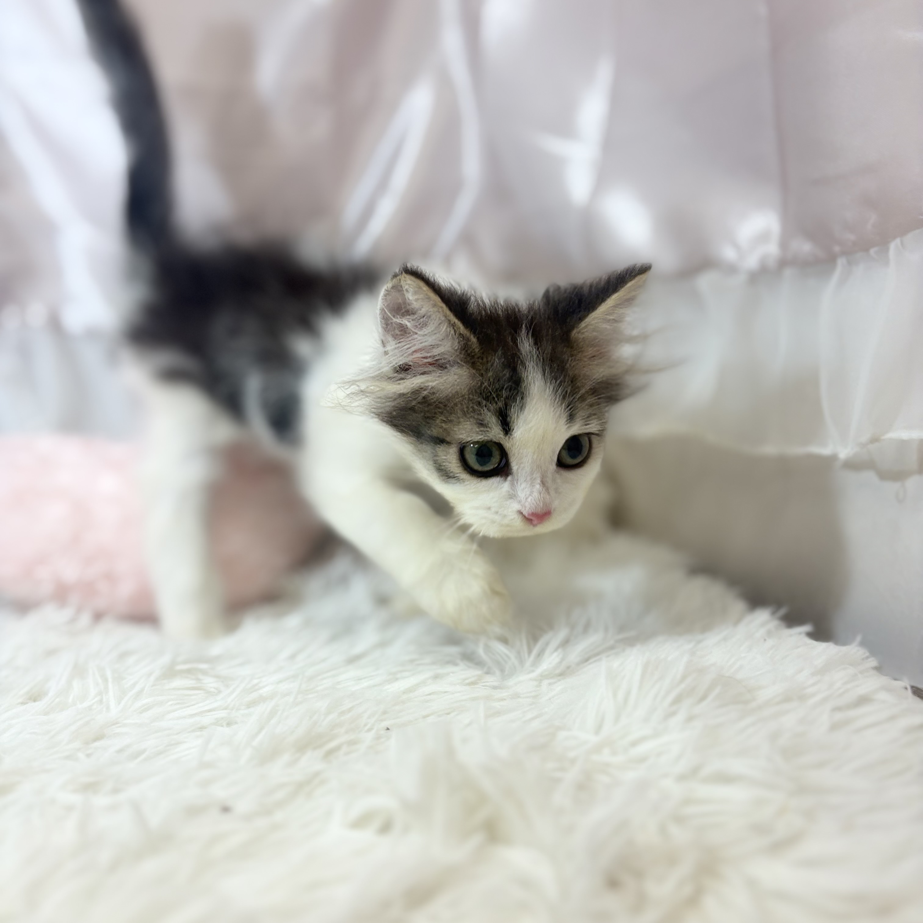 兵庫県のミヌエット (犬の家＆猫の里カナート西神戸店/2026年7月6日生まれ/男の子/ブラウンタビーホワイト)の子猫の2枚目の画像