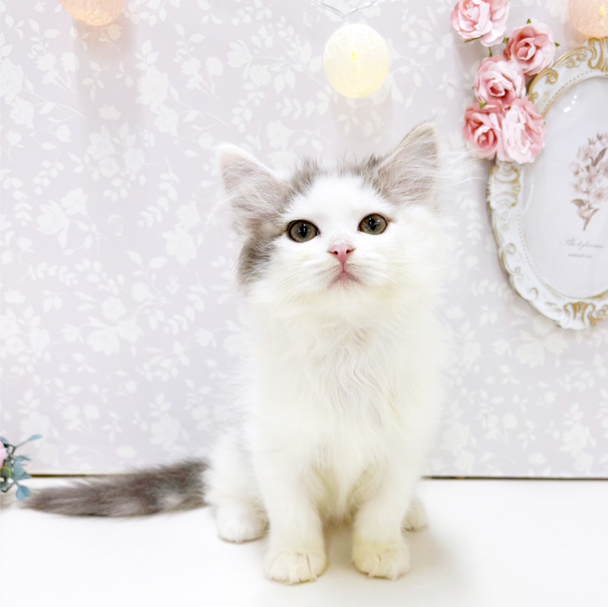 富山県のミヌエット (犬の家＆猫の里アミーゴ高岡蓮花寺店/2026年7月6日生まれ/女の子/ブルーホワイト)の子猫の1枚目の画像