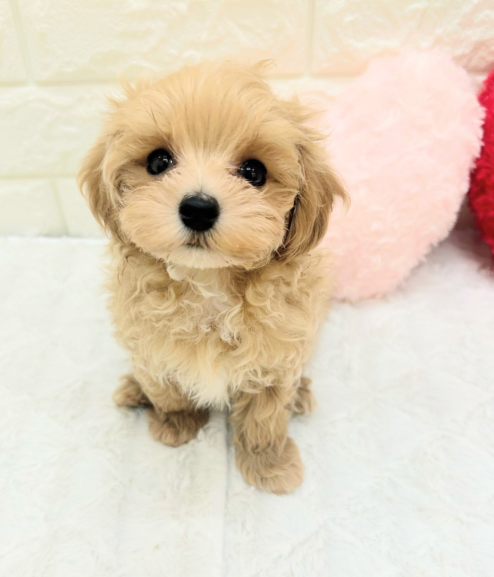 ハーフ犬男の子の写真