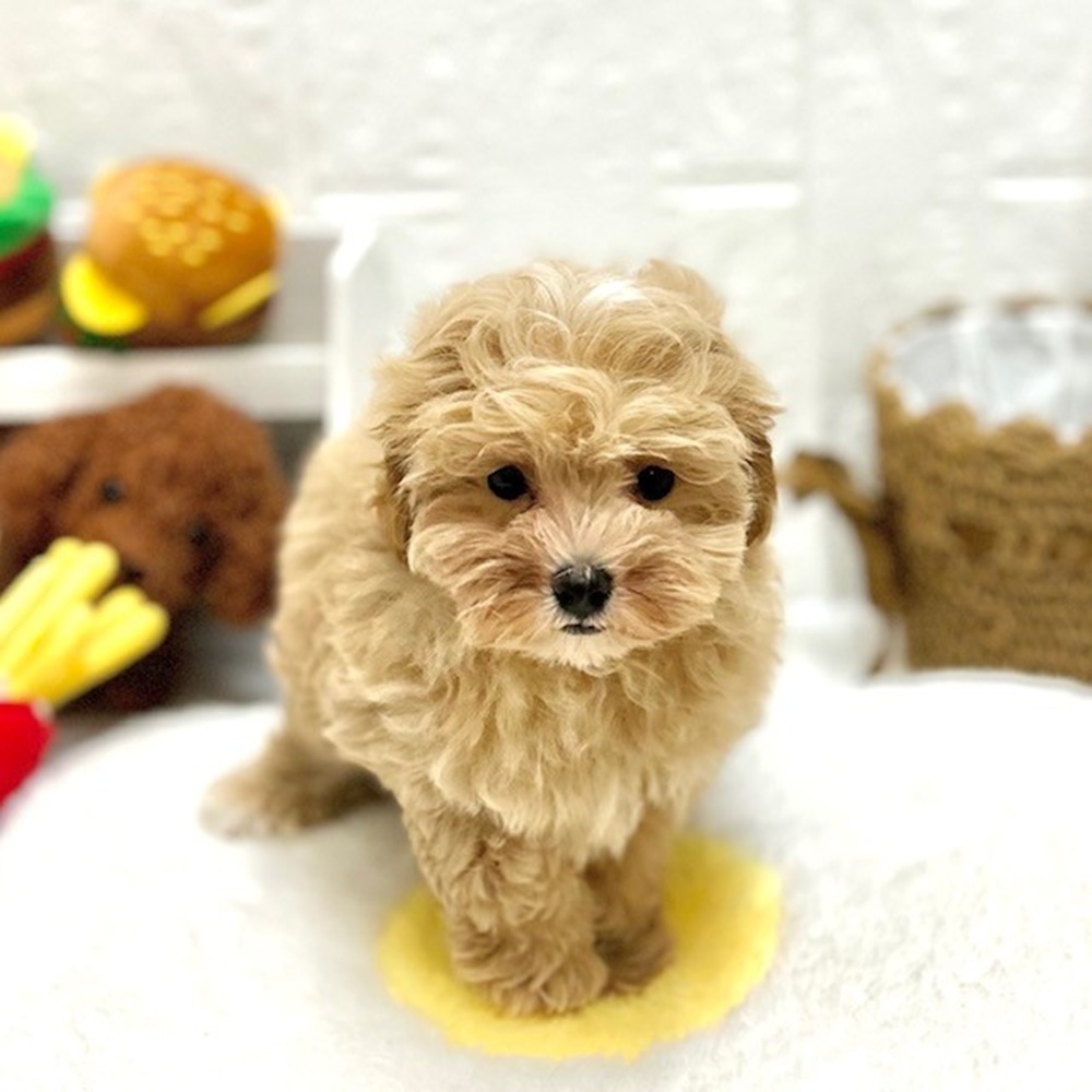 ハーフ犬女の子の写真