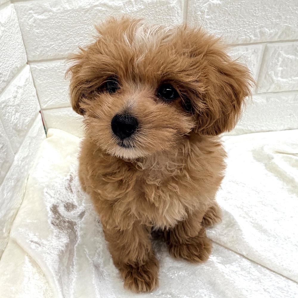 愛知県のマルプー(マルチーズ×プードル) (犬の家＆猫の里名古屋天白店/2026年7月16日生まれ/女の子/アプリコットホワイト)の子犬の2枚目の画像
