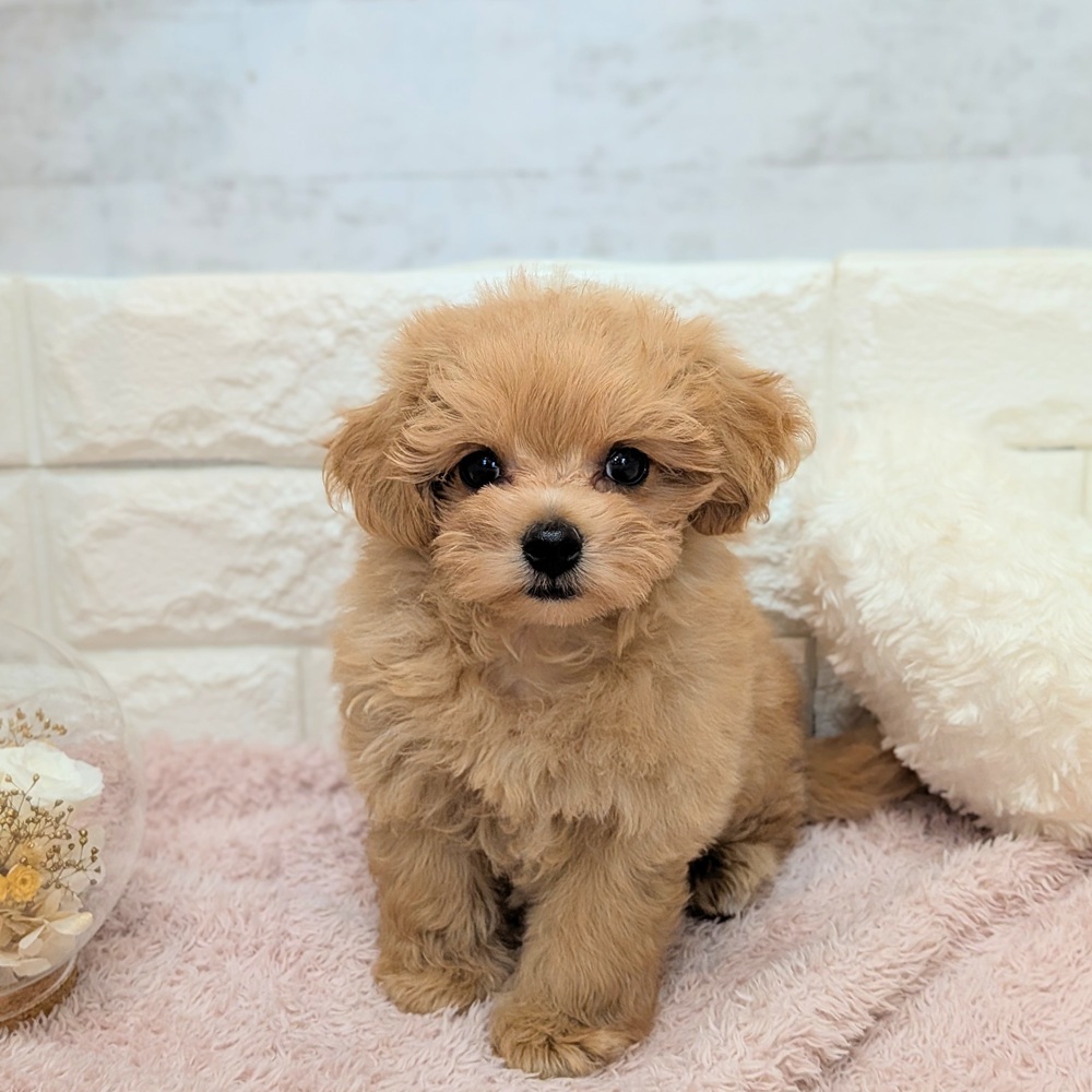 静岡県のマルプー(マルチーズ×プードル) (犬の家＆猫の里プレ葉ウォーク浜北店/2026年7月16日生まれ/男の子/アプリコット)の子犬の2枚目の画像