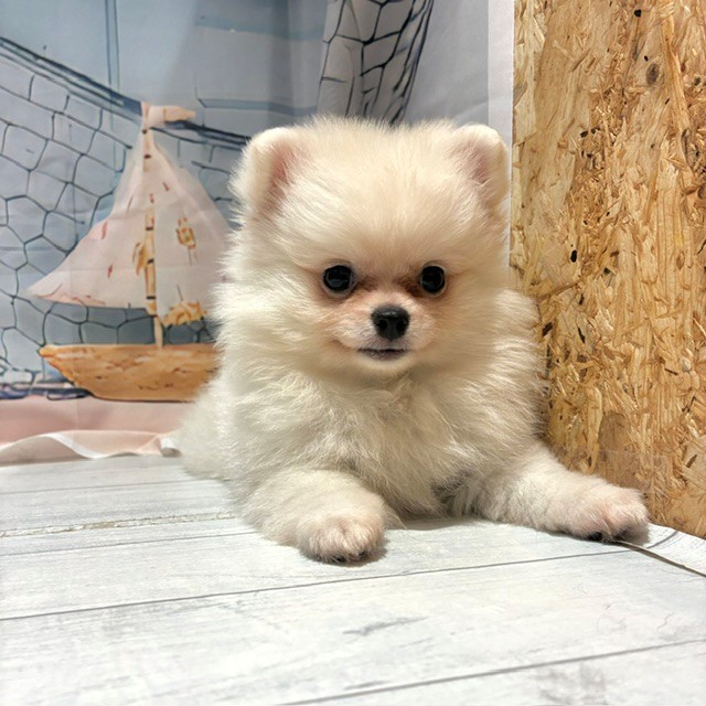 福岡県のポメチワ/チワポメ/ポメチー(ポメラニアン×チワワ) (犬の家＆猫の里トリアス久山店/2026年7月18日生まれ/女の子/クリーム)の子犬の2枚目の画像