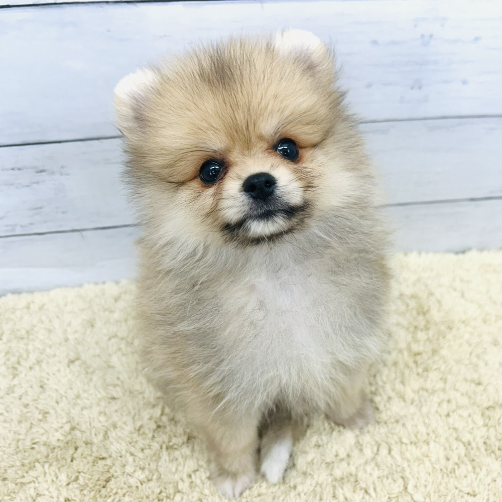 愛知県のポメラニアン (犬の家＆猫の里七宝店/2026年7月18日生まれ/男の子/オレンジ)の子犬の2枚目の画像