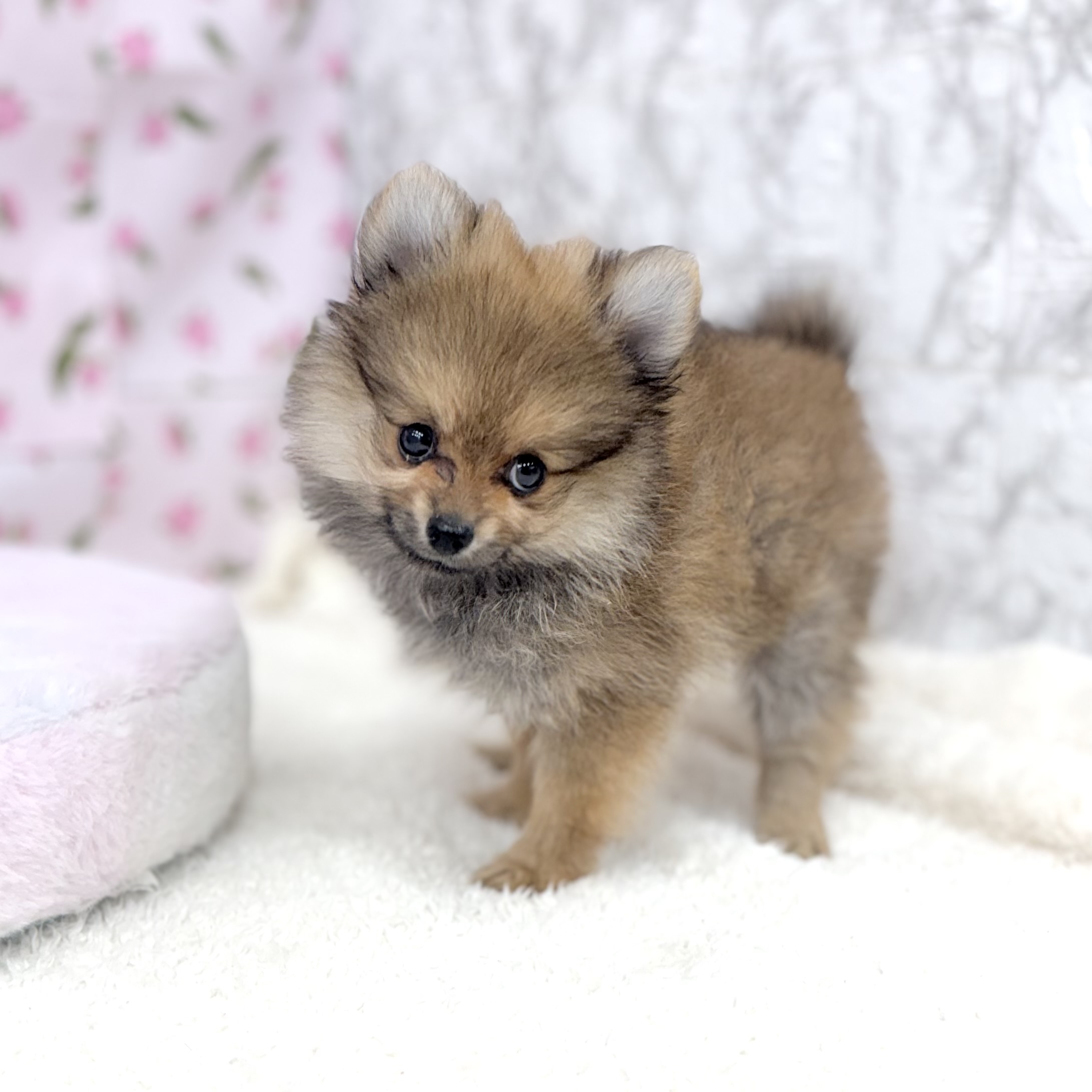 愛知県のポメラニアン (犬の家＆猫の里エアポートウォーク店/2026年7月16日生まれ/女の子/オレンジ)の子犬の2枚目の画像