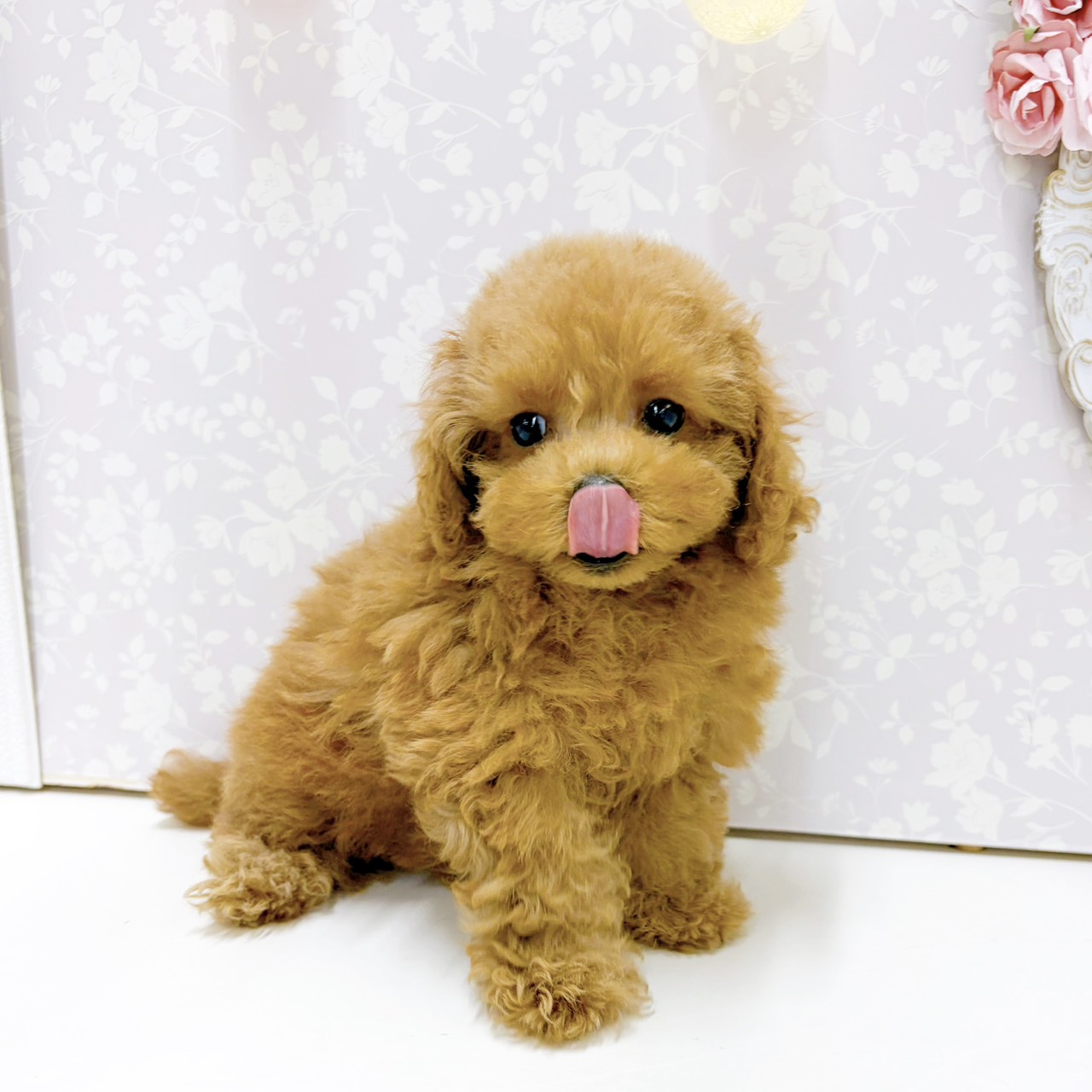 富山県のトイプードル(トイ) (犬の家＆猫の里アミーゴ高岡蓮花寺店/2026年7月18日生まれ/女の子/レッドフォーン)の子犬の2枚目の画像