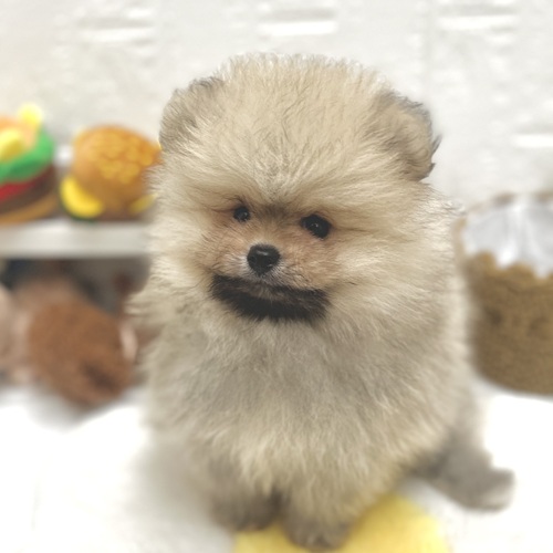 愛知県のポメラニアン (犬の家＆猫の里豊川インター店/2026年7月19日生まれ/男の子/クリームセーブル)の子犬の2枚目の画像