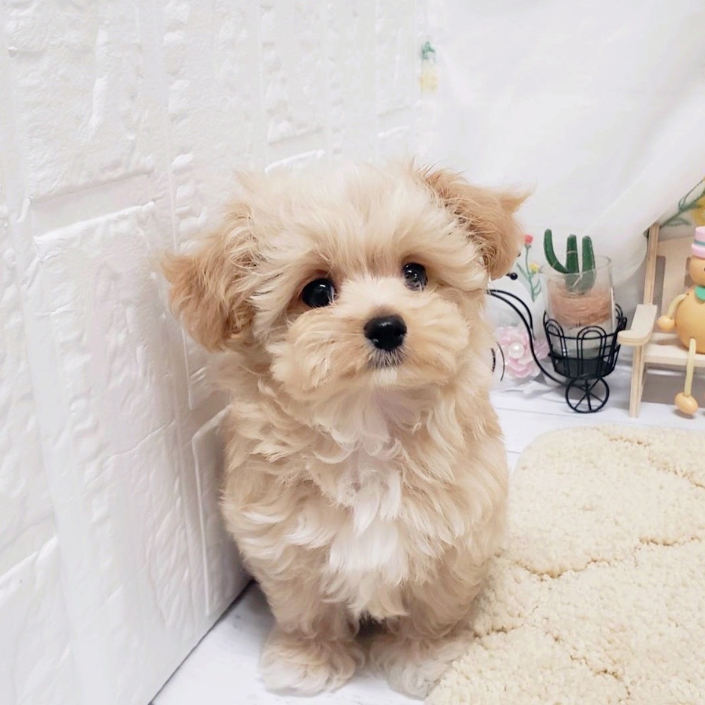 ハーフ犬女の子の写真