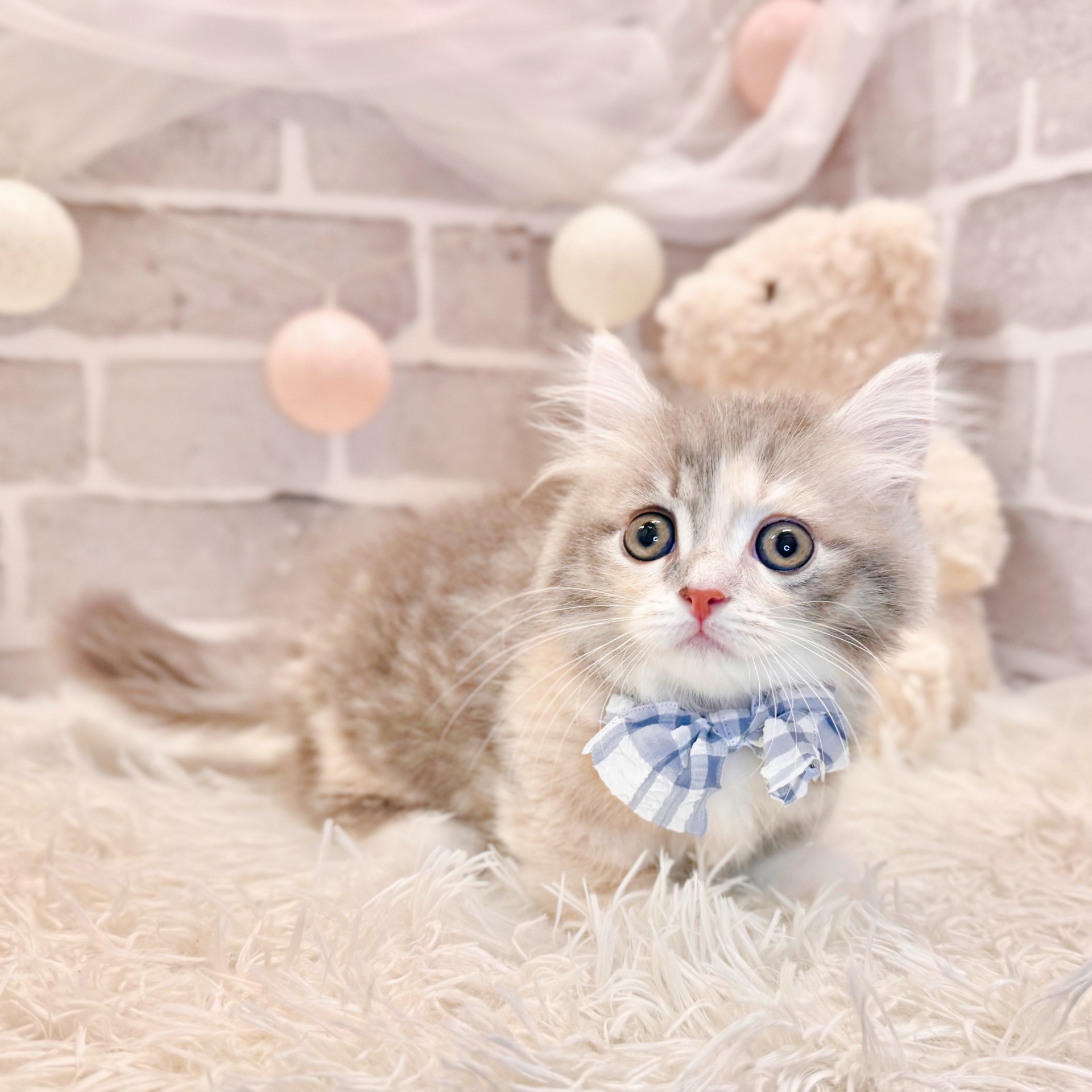 兵庫県のミヌエット (犬の家＆猫の里神戸店/2026年7月12日生まれ/女の子/ブルーパッチドタビーホワイト)の子猫の2枚目の画像