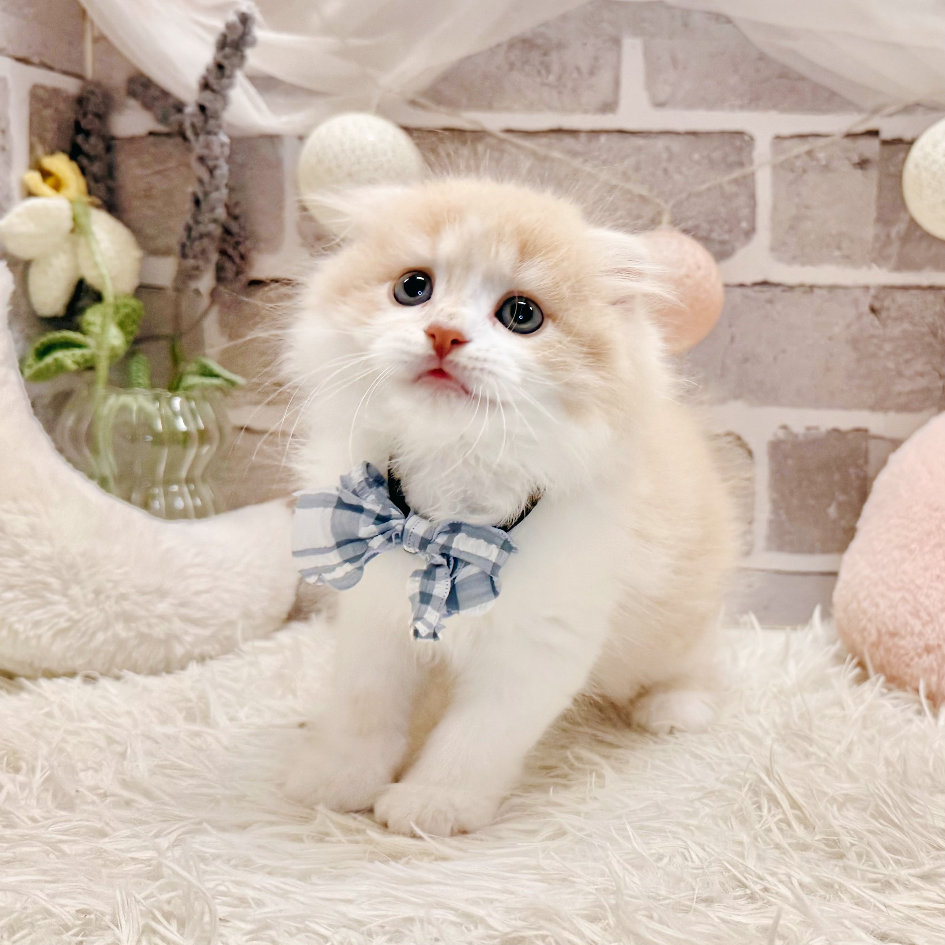 兵庫県のスコティッシュフォールド (犬の家＆猫の里神戸店/2026年7月18日生まれ/男の子/クリームタビーホワイト)の子猫の2枚目の画像