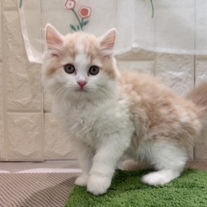 岡山県のスコティッシュストレート (犬の家＆猫の里倉敷店/2026年7月17日生まれ/男の子/クリームタビーホワイト)の子猫の1枚目の画像