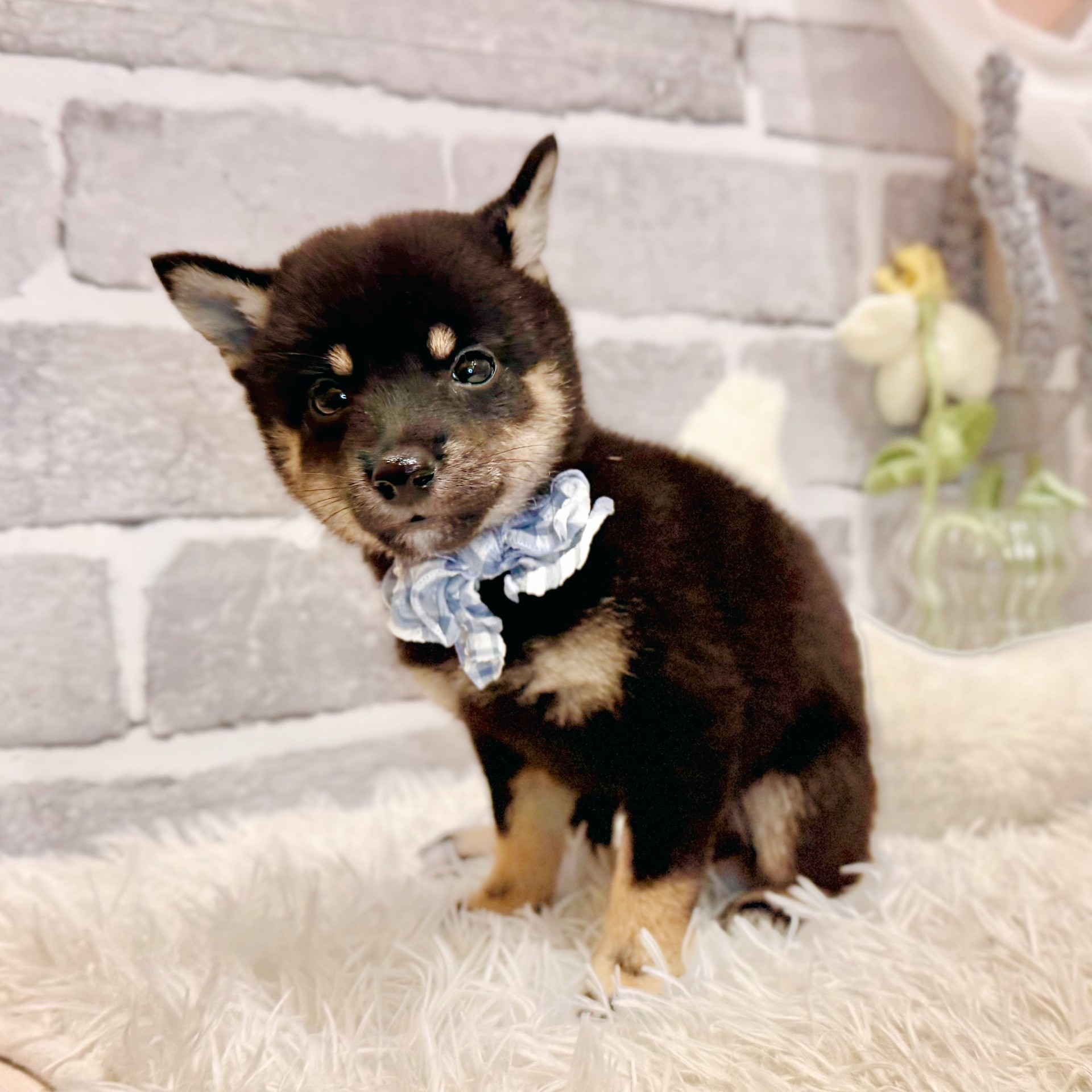 兵庫県の豆柴 (犬の家＆猫の里神戸店/2026年7月18日生まれ/女の子/黒)の子犬の2枚目の画像