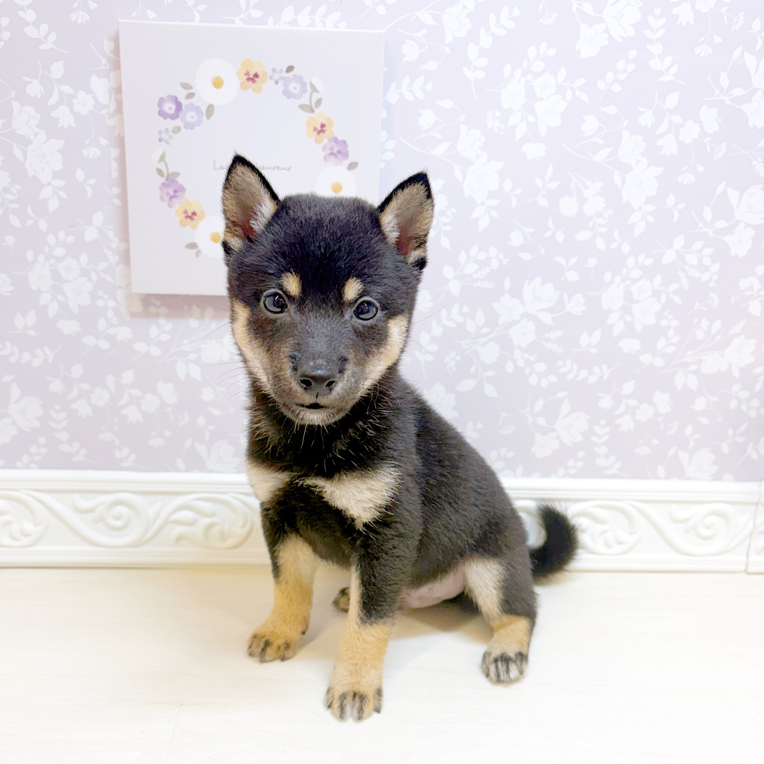 石川県の豆柴 (犬の家＆猫の里アミーゴ金沢おこばた店/2026年7月18日生まれ/男の子/黒)の子犬の1枚目の画像