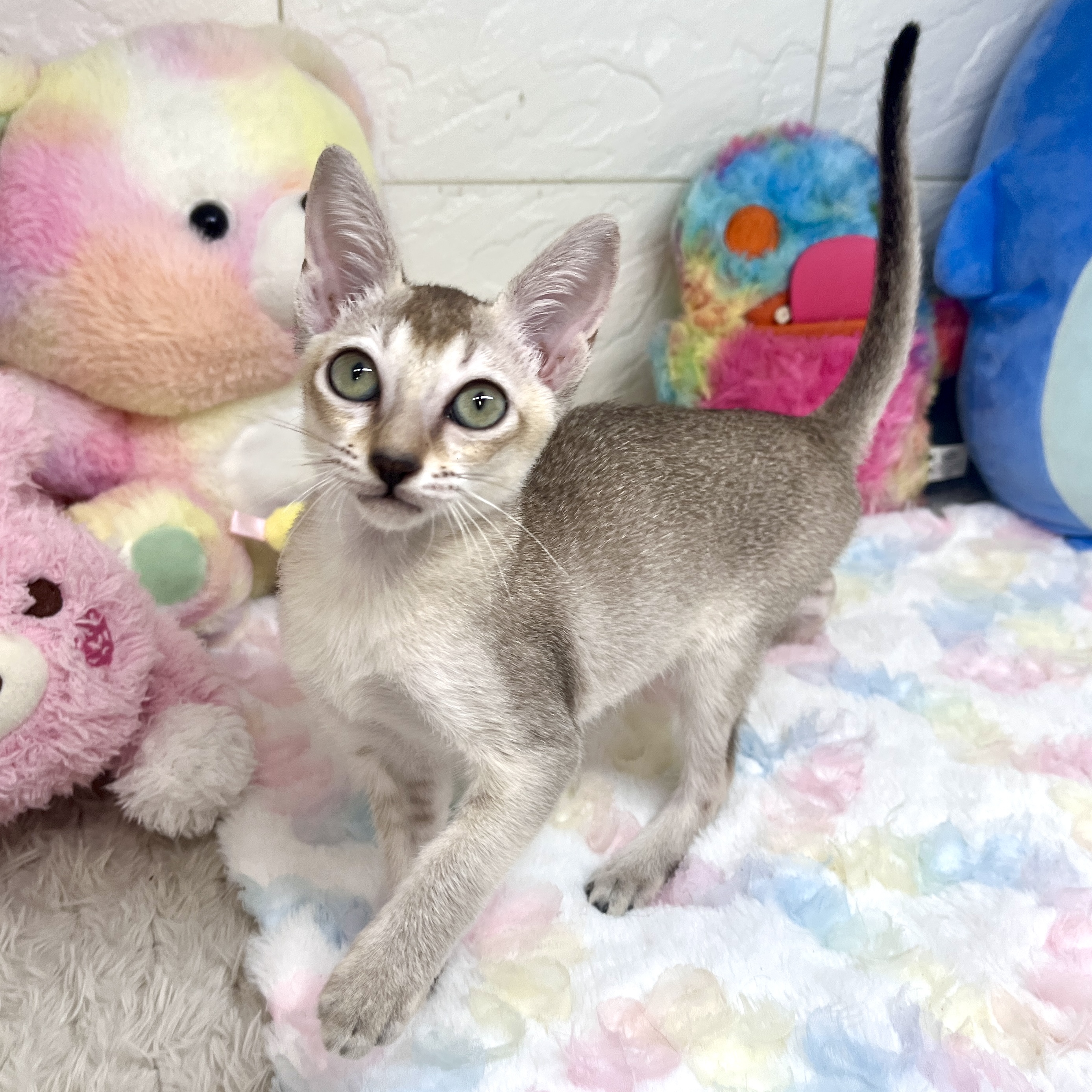 兵庫県のシンガプーラ (犬の家＆猫の里ゆめタウン姫路店/2026年7月10日生まれ/女の子/セピアアグーティ)の子猫の1枚目の画像