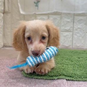 岡山県のミニチュアダックスフンド(ロング) (犬の家＆猫の里倉敷店/2026年7月18日生まれ/男の子/イエロー)の子犬の2枚目の画像