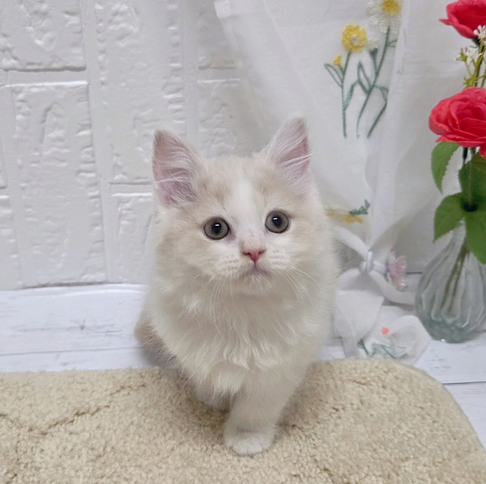 岡山県のスコティッシュストレート (犬の家＆猫の里岡山店/2026年7月16日生まれ/男の子/クリームホワイト)の子猫の2枚目の画像