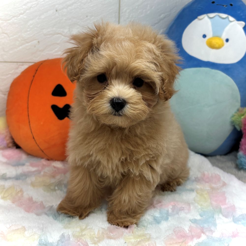 兵庫県のマルプー(マルチーズ×プードル) (犬の家＆猫の里ゆめタウン姫路店/2026年7月13日生まれ/女の子/アプリコット)の子犬の2枚目の画像