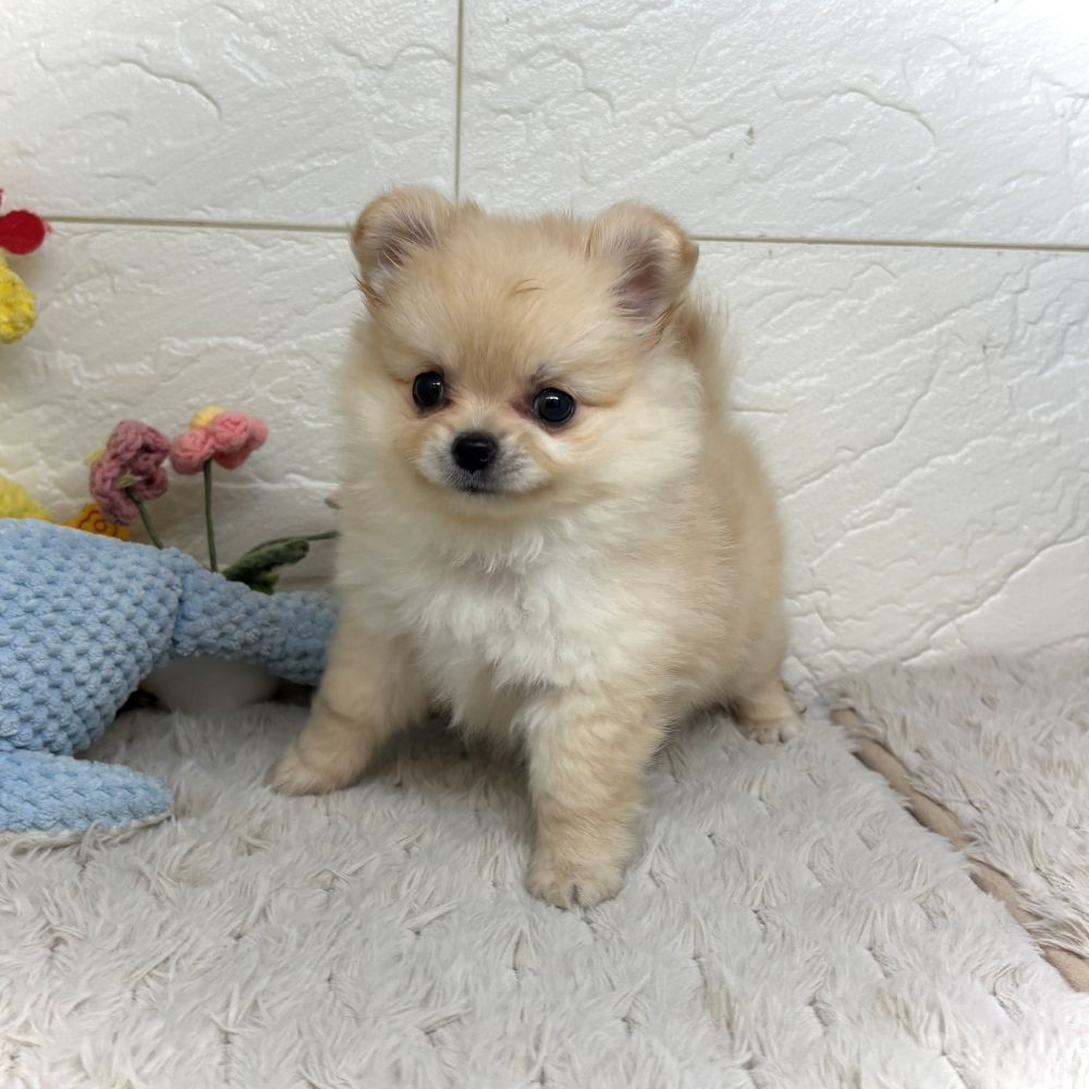 兵庫県のポメチワ/チワポメ/ポメチー(ポメラニアン×チワワ) (犬の家＆猫の里ゆめタウン姫路店/2026年7月17日生まれ/女の子/クリーム)の子犬の1枚目の画像