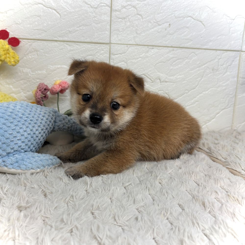 兵庫県のポメ柴/豆ポメ/ポメ豆柴(ポメラニアン×柴犬) (犬の家＆猫の里ゆめタウン姫路店/2026年7月19日生まれ/男の子/赤)の子犬の2枚目の画像