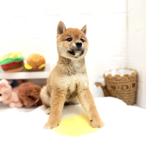 愛知県の豆柴 (犬の家＆猫の里豊川インター店/2026年7月19日生まれ/女の子/赤)の子犬の2枚目の画像