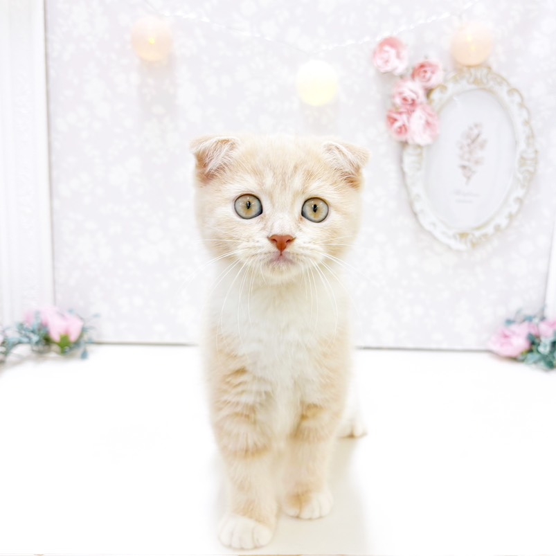 富山県のスコティッシュフォールド (犬の家＆猫の里アミーゴ高岡蓮花寺店/2026年7月18日生まれ/女の子/クリームタビーホワイト)の子猫の1枚目の画像
