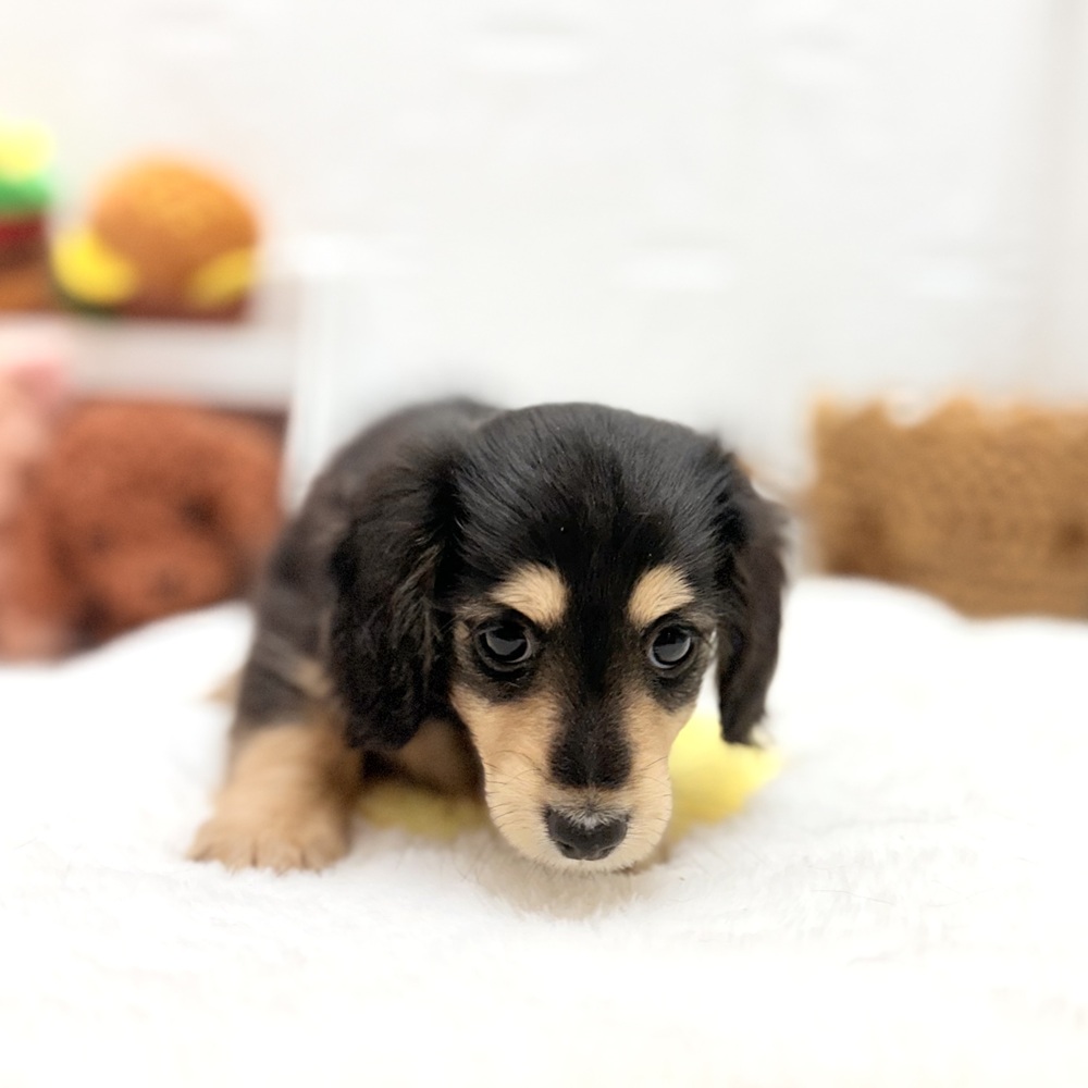 愛知県のミニチュアダックスフンド(ロング) (犬の家＆猫の里豊川インター店/2026年7月19日生まれ/女の子/ブラックタン)の子犬の2枚目の画像