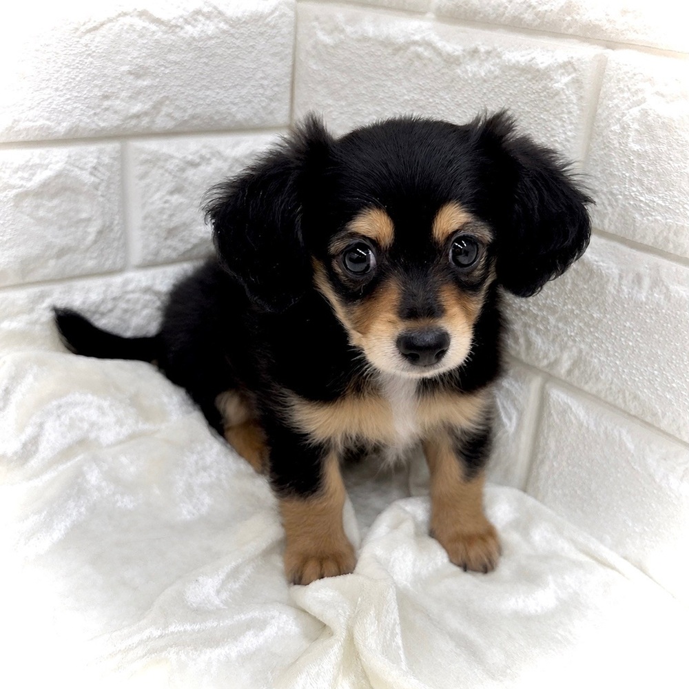 愛知県のチワックス(チワワ×ダックス) (犬の家＆猫の里名古屋天白店/2026年7月18日生まれ/男の子/ブラックタン)の子犬の2枚目の画像
