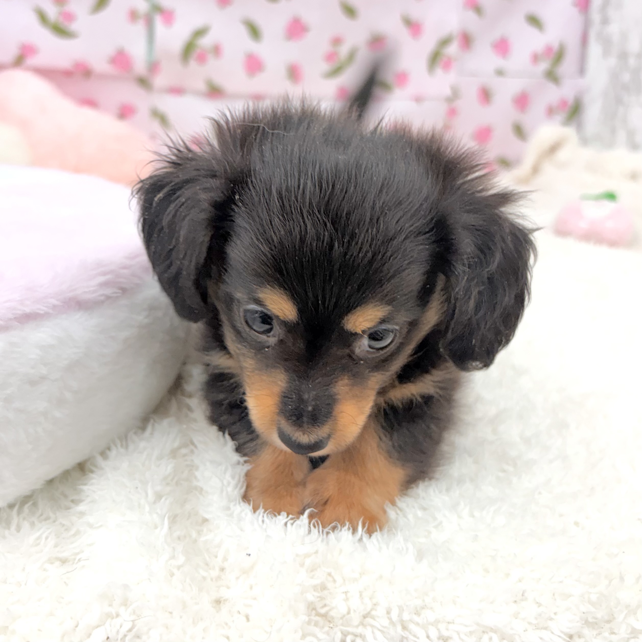 愛知県のチワックス(チワワ×ダックス) (犬の家＆猫の里エアポートウォーク店/2026年7月18日生まれ/男の子/ブラックタン)の子犬の2枚目の画像