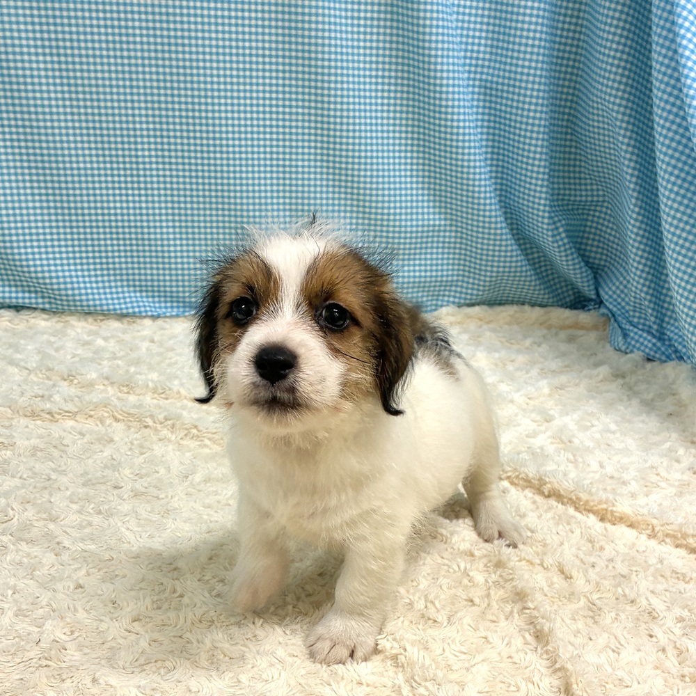 愛知県のジャックラッセルテリア (犬の家＆猫の里一宮店/2026年7月12日生まれ/男の子/タンホワイト)の子犬の2枚目の画像