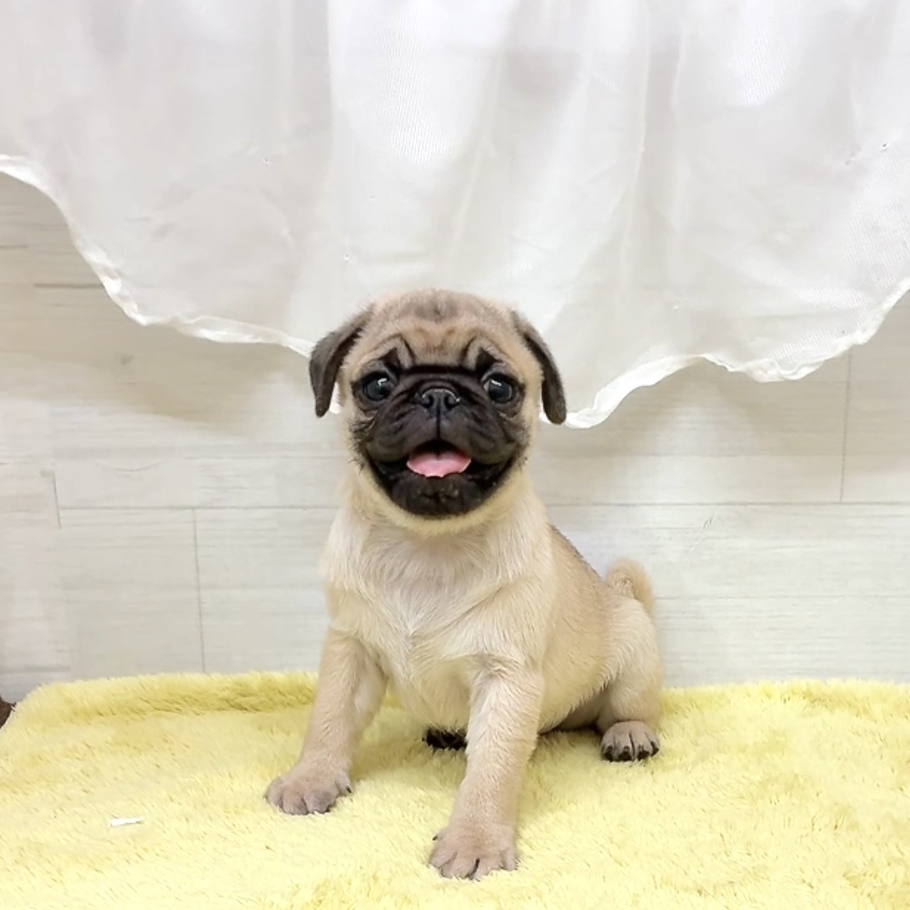 愛知県のパグ (犬の家＆猫の里碧南店/2026年7月20日生まれ/男の子/フォーン)の子犬の1枚目の画像
