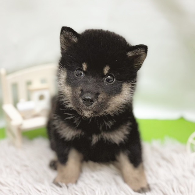 静岡県の柴犬(標準サイズ) (犬の家＆猫の里藤枝店/2026年7月21日生まれ/女の子/黒)の子犬の1枚目の画像
