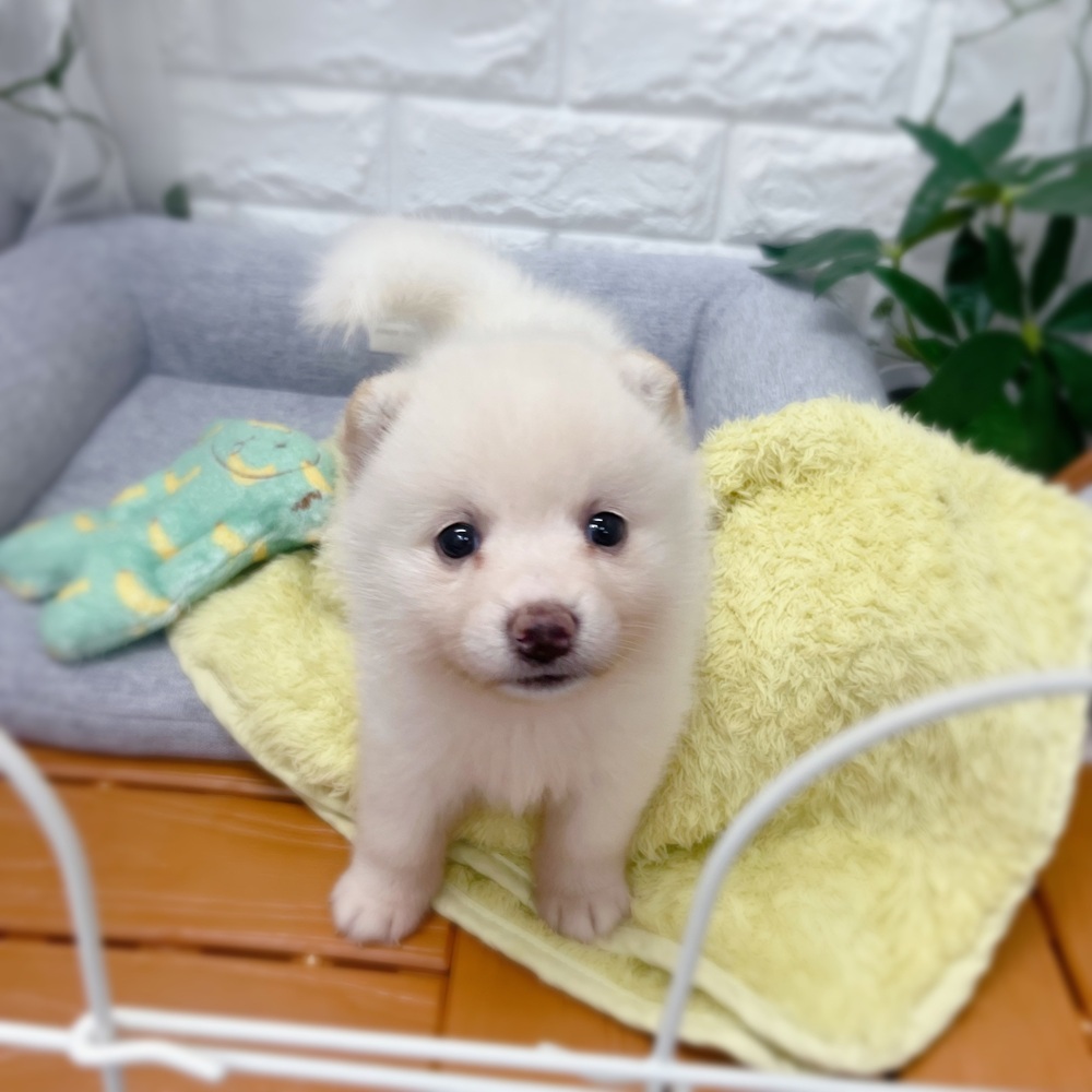 長野県のポメ柴/豆ポメ/ポメ豆柴(ポメラニアン×柴犬) (犬の家＆猫の里塩尻店/2026年7月18日生まれ/女の子/白)の子犬の2枚目の画像