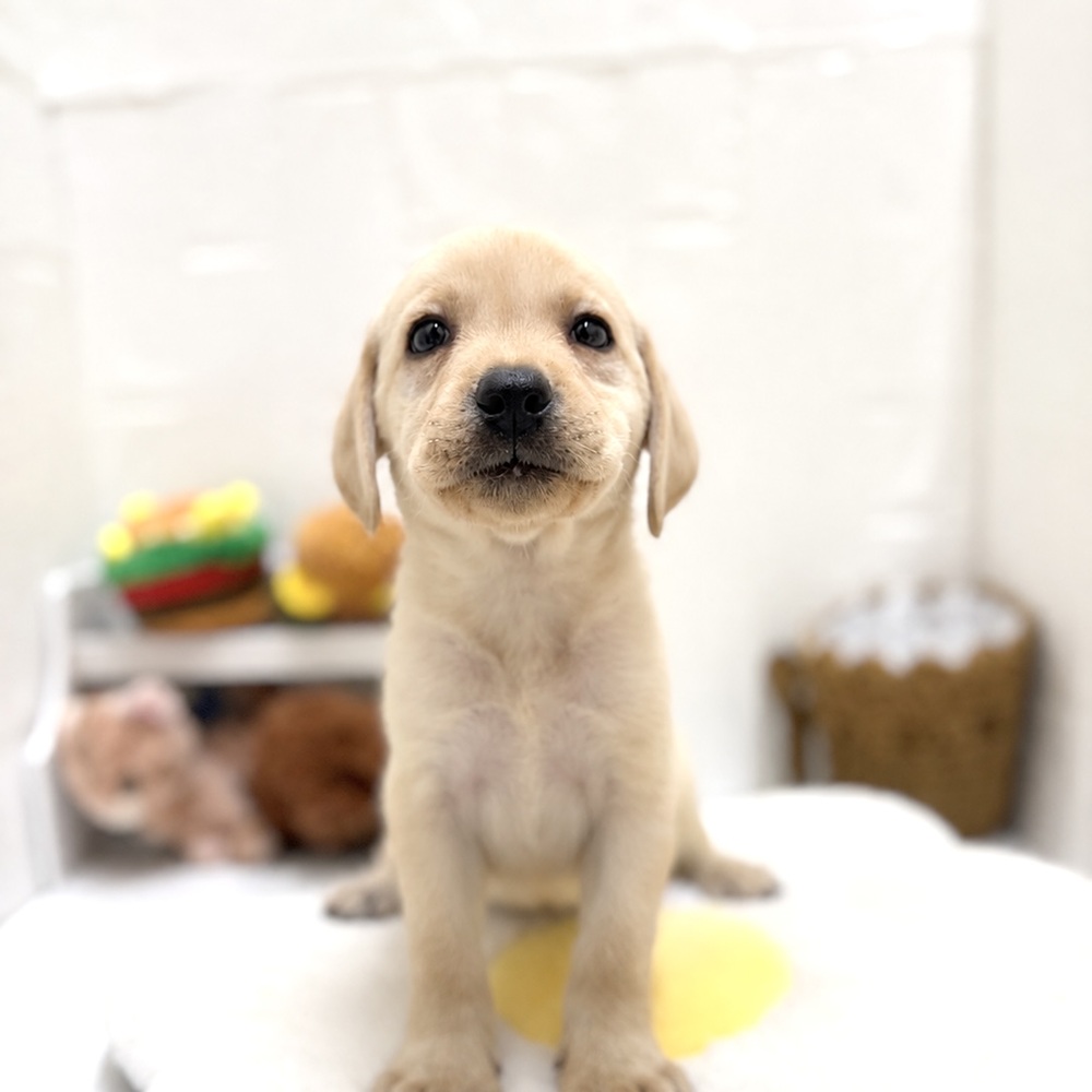 愛知県のラブラドールレトリーバー (犬の家＆猫の里豊川インター店/2026年7月20日生まれ/女の子/イエロー)の子犬の1枚目の画像