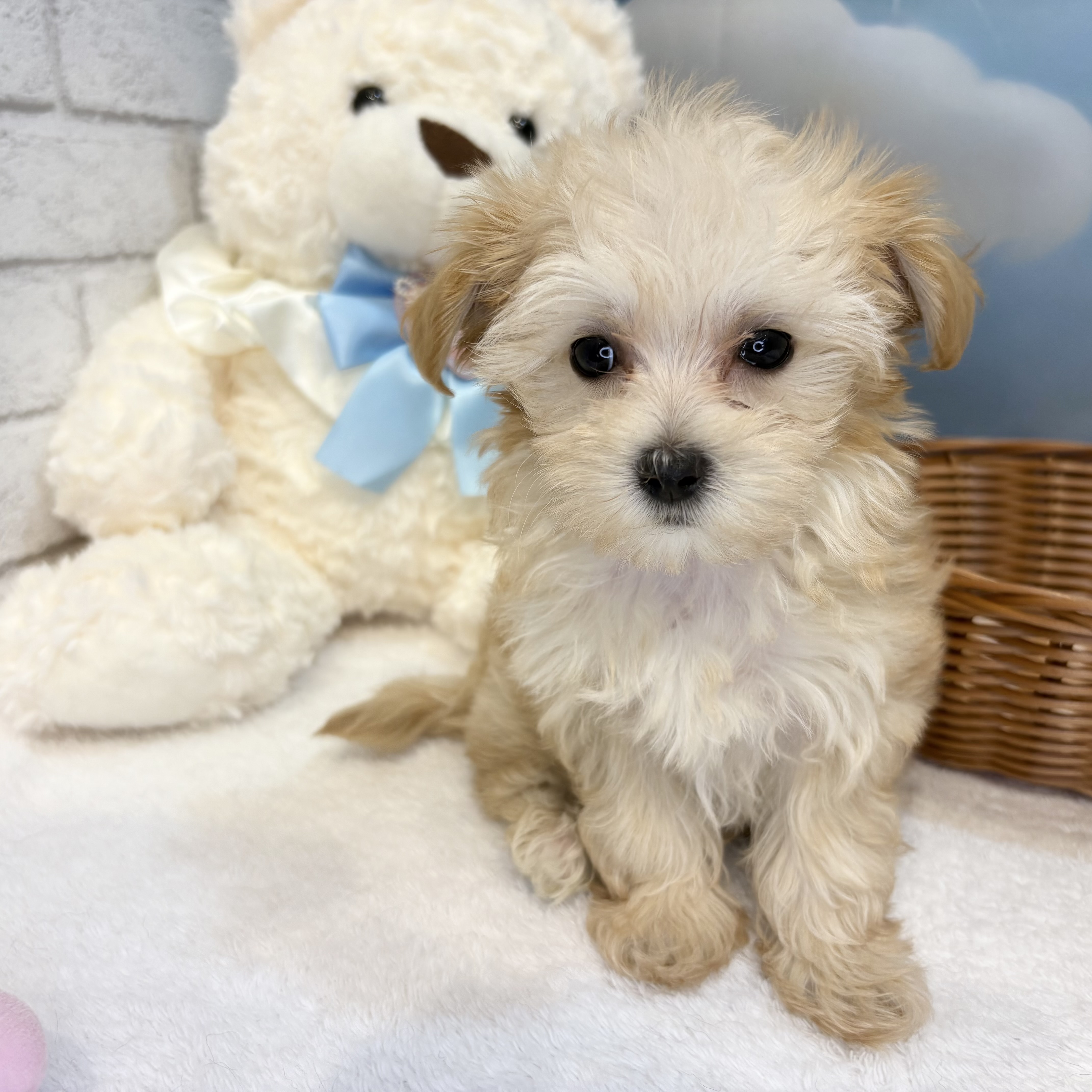 長野県のマルプー(マルチーズ×プードル) (犬の家＆猫の里カインズ梓川店/2026年7月20日生まれ/女の子/アプリコット)の子犬の2枚目の画像