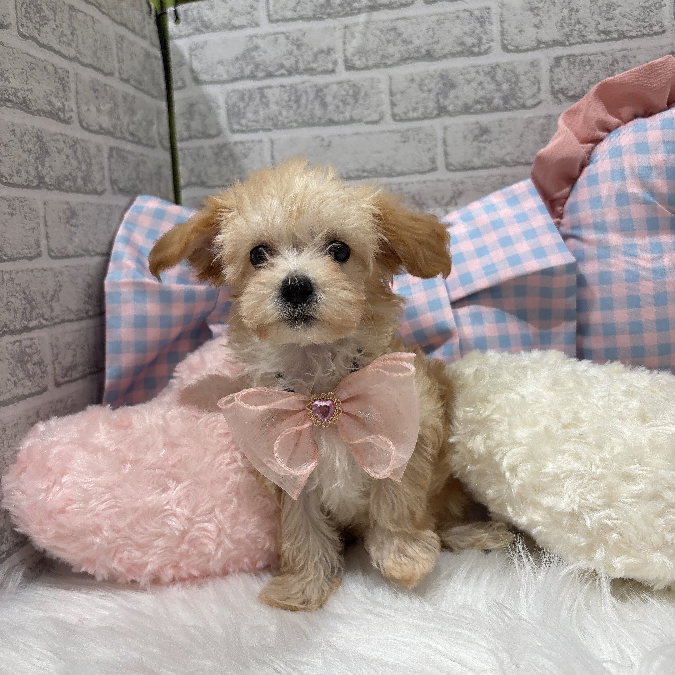 神奈川県のマルプー(マルチーズ×プードル) (犬の家＆猫の里元住吉ブレーメン通り店/2026年7月20日生まれ/女の子/アプリコット)の子犬の2枚目の画像