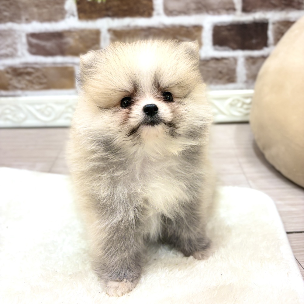 三重県のポメラニアン (犬の家＆猫の里三重桑名店/2026年7月17日生まれ/女の子/クリームセーブル)の子犬の2枚目の画像