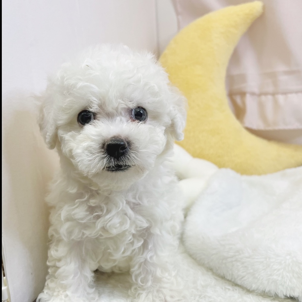 静岡県のビションフリーゼ (犬の家＆猫の里マークイズ静岡店/2026年7月20日生まれ/男の子/ホワイト)の子犬の2枚目の画像